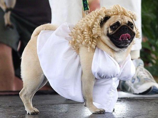 Kutyajelmezek | fotó via boredpanda.com