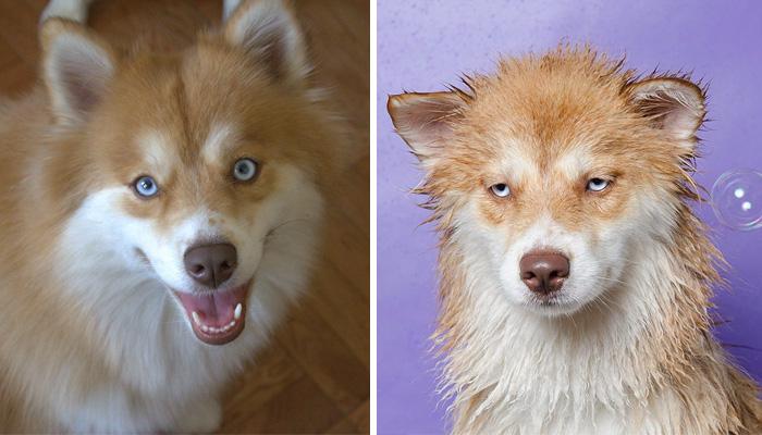 Kutyák és a fürdés3 | Forrás: boredpanda.com