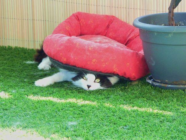 Ajándék macskáknak9 | Forrás: boredpanda.com
