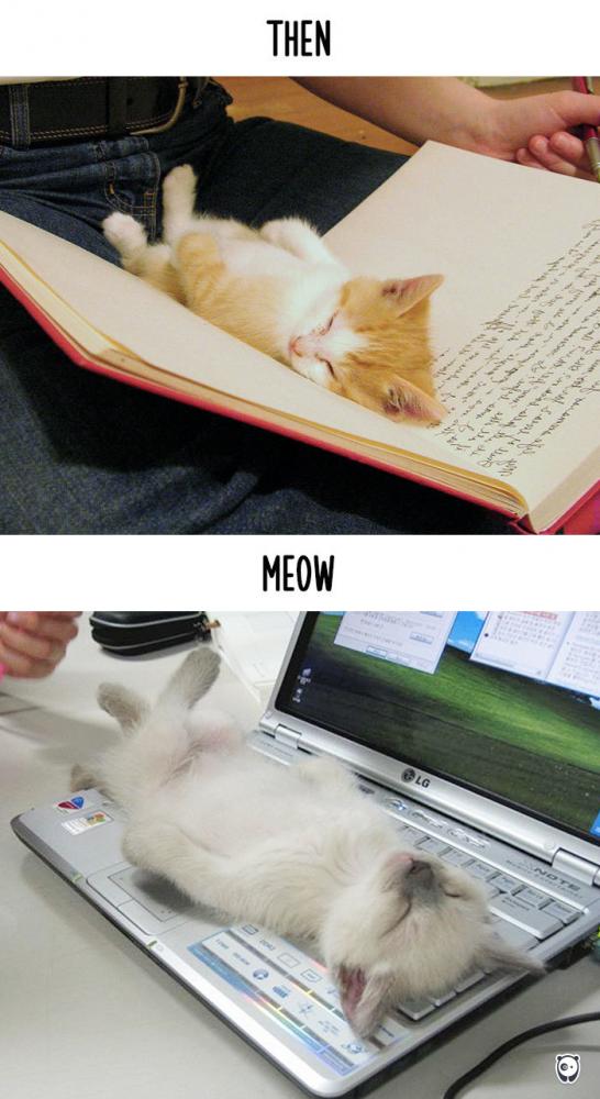 Macskák, akkor és most | Fotó: boredpanda.com