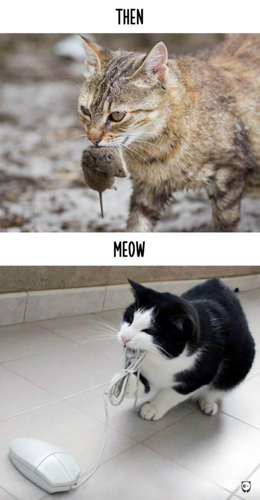 Macskák, akkor és most | Fotó: boredpanda.com