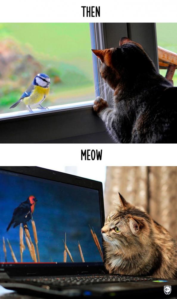 Macskák, akkor és most | Fotó: boredpanda.com