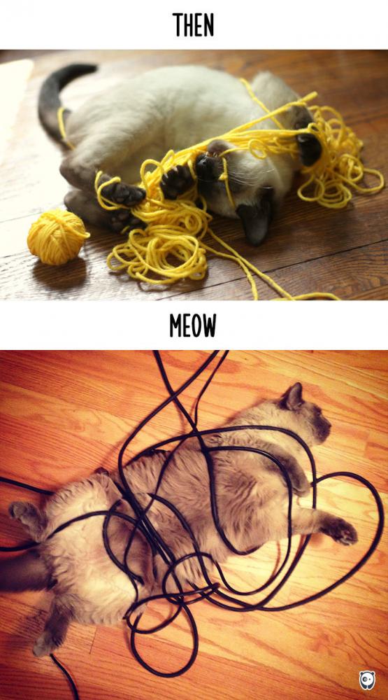 Macskák, akkor és most | Fotó: boredpanda.com
