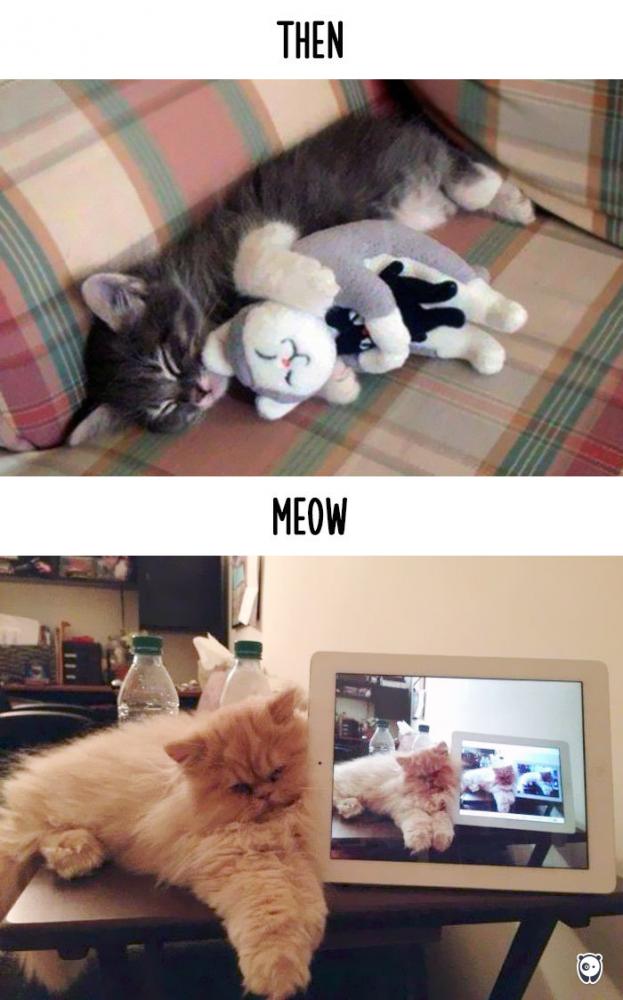 Macskák, akkor és most | Fotó: boredpanda.com