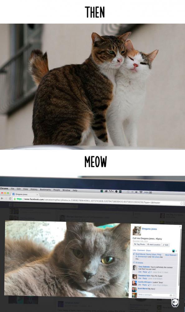 Macskák, akkor és most | Fotó: boredpanda.com