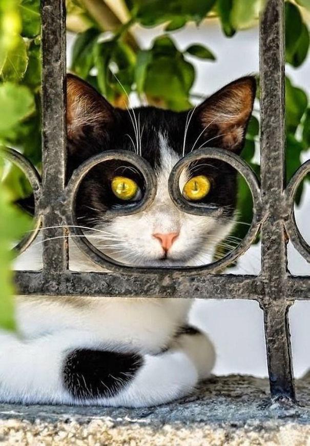 Forrás: boredpanda.com