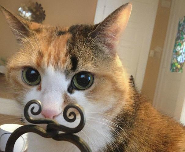 Forrás: boredpanda.com