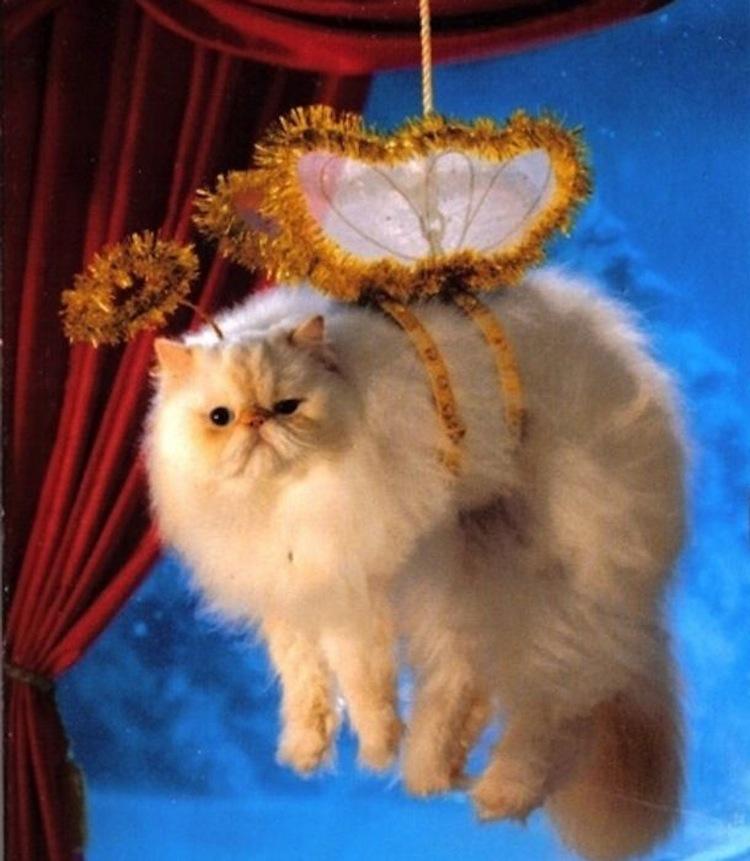 Macskák és a karácsony | Forrás: distractify.com