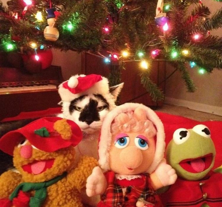 Macskák és a karácsony | Forrás: distractify.com