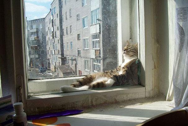 A macskák szeretnek melegedni | forrás: boredpanda.com