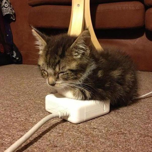 A macskák szeretnek melegedni | forrás: boredpanda.com