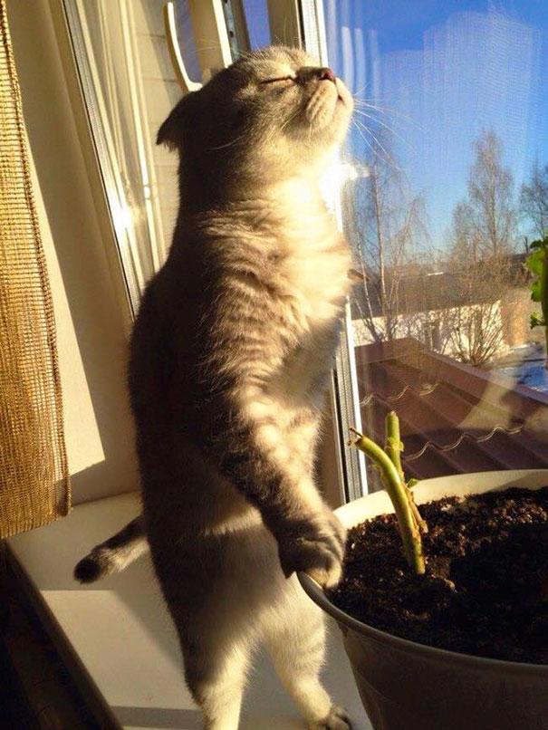A macskák szeretnek melegedni | forrás: boredpanda.com