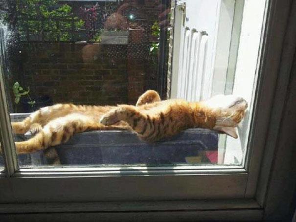 A macskák szeretnek melegedni | forrás: boredpanda.com