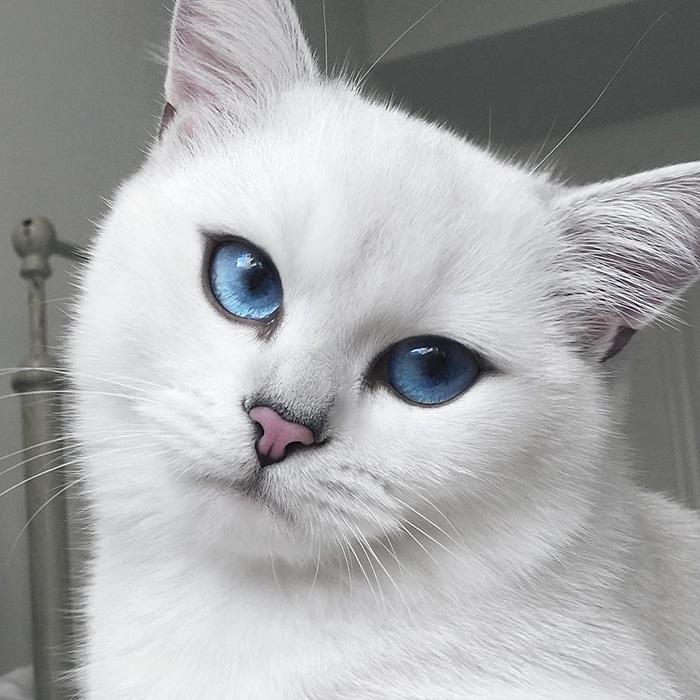 Macskaszem | Forrás: boredpanda.com