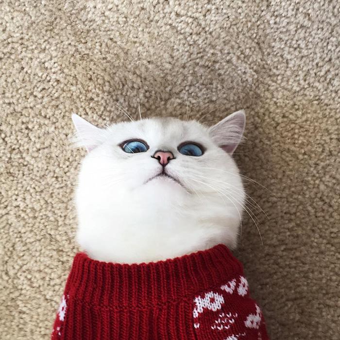 Macskaszem | Forrás: boredpanda.com