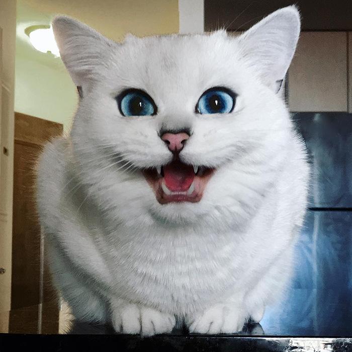 Macskaszem | Forrás: boredpanda.com