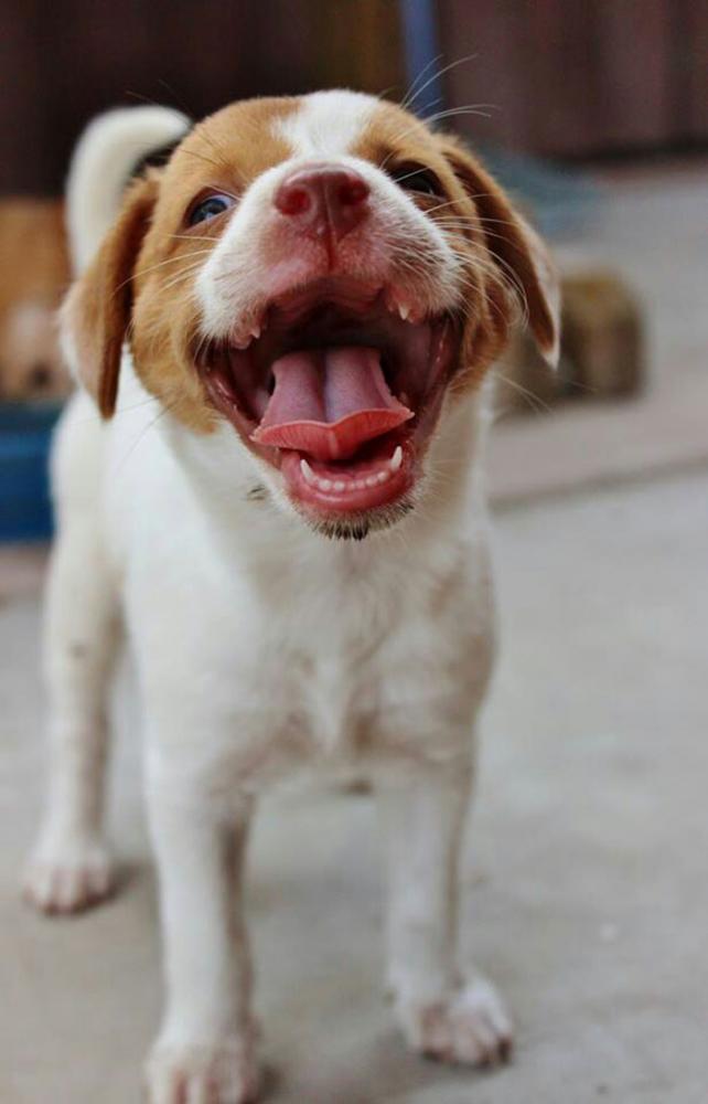 Mosolygó kutya | Fotó via boredpanda.com
