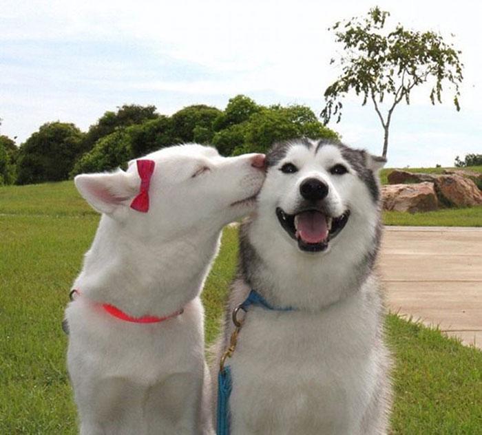Mosolygó kutya | Fotó via boredpanda.com