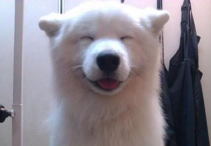 Mosolygó kutya | Fotó via boredpanda.com