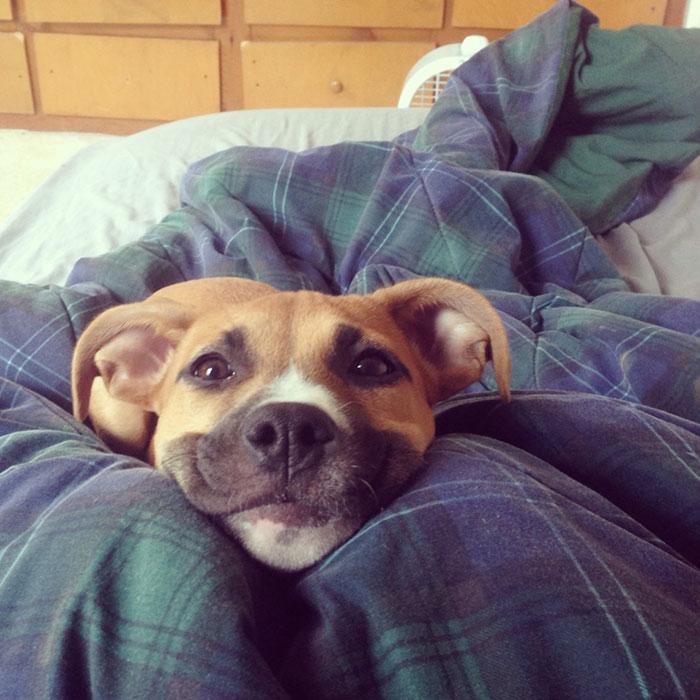 Mosolygó kutya | Fotó via boredpanda.com