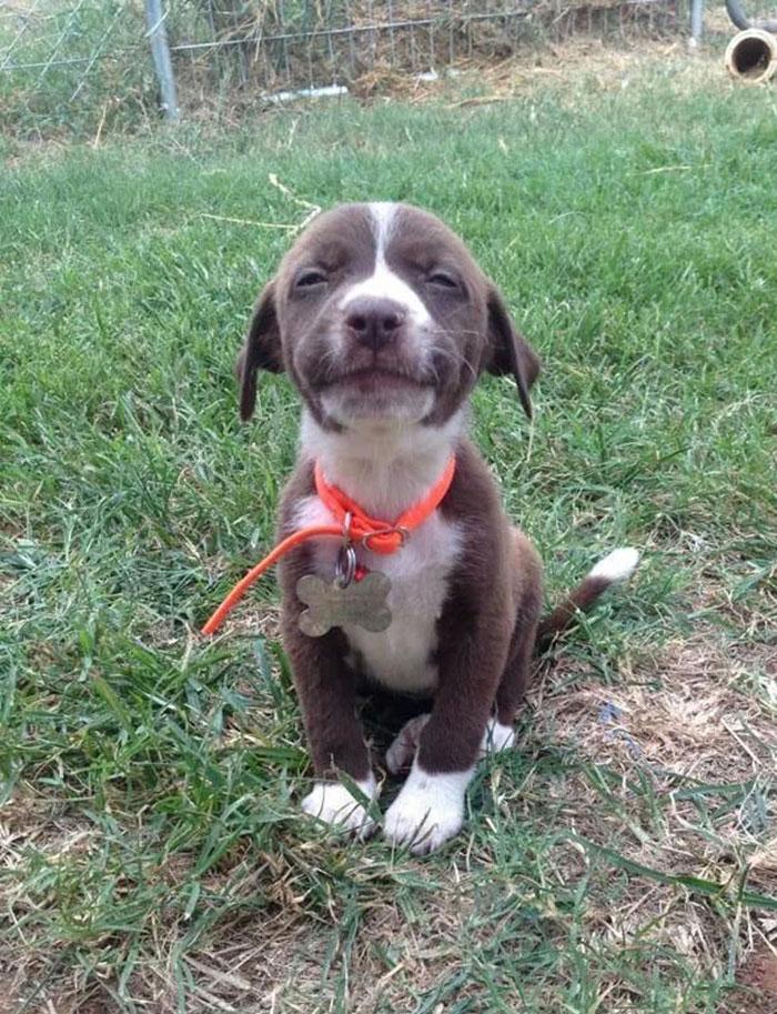 Mosolygó kutya | Fotó via boredpanda.com