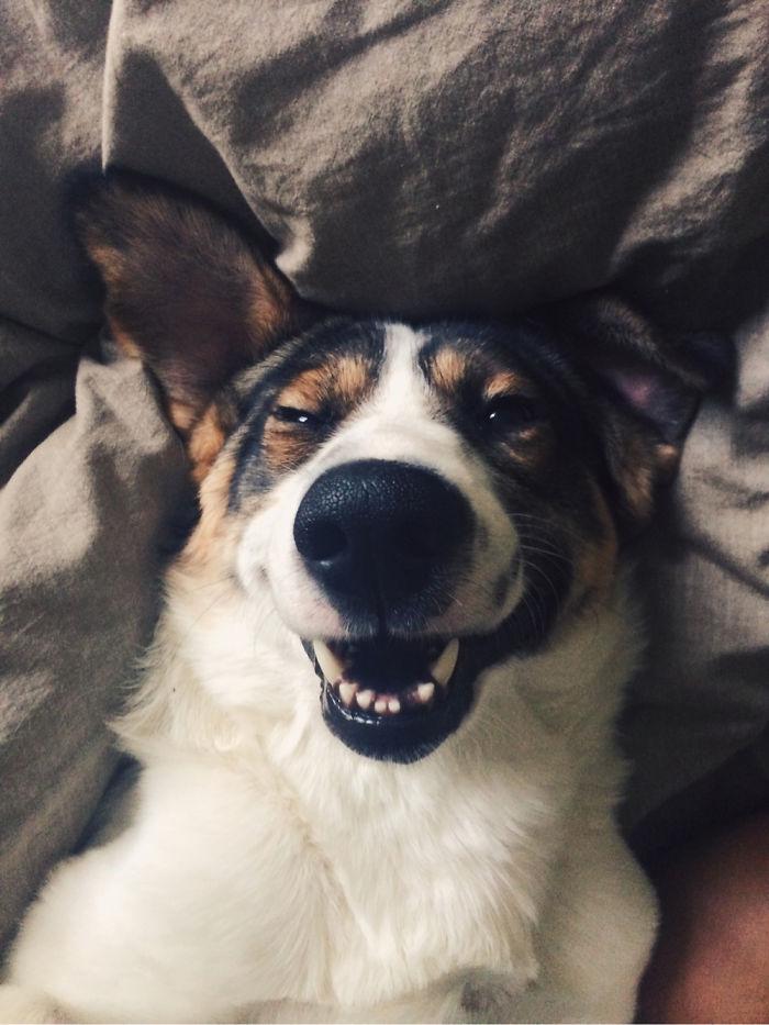 Mosolygó kutya | Fotó via boredpanda.com