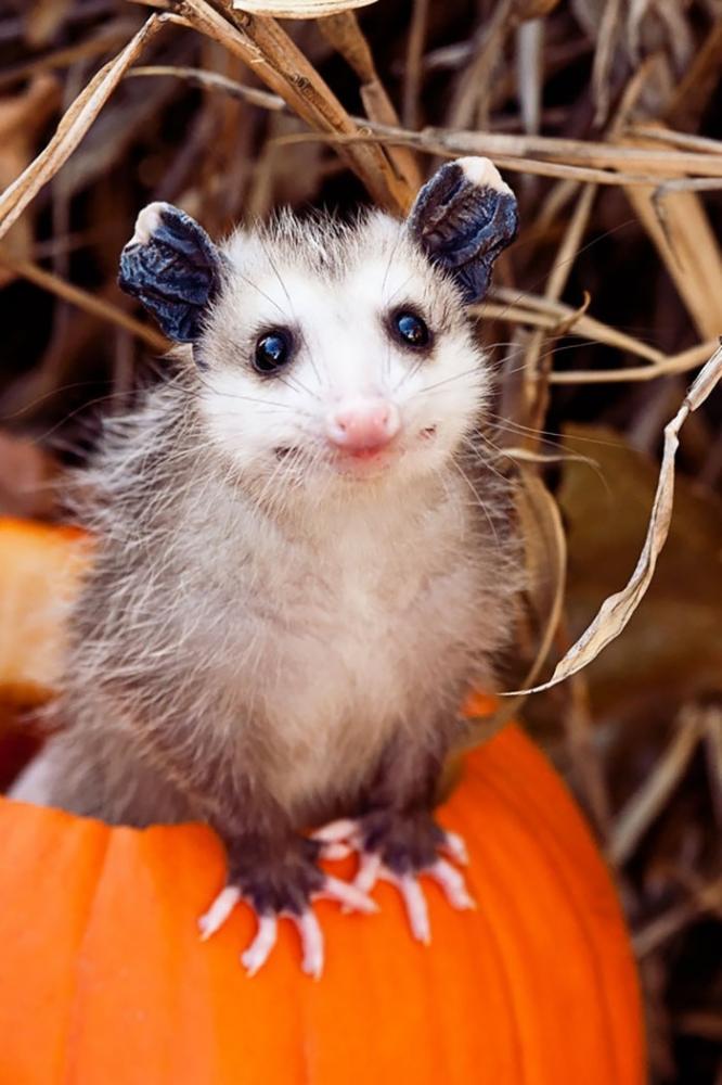 Bébi oposszum | Fotó: boredpanda.com