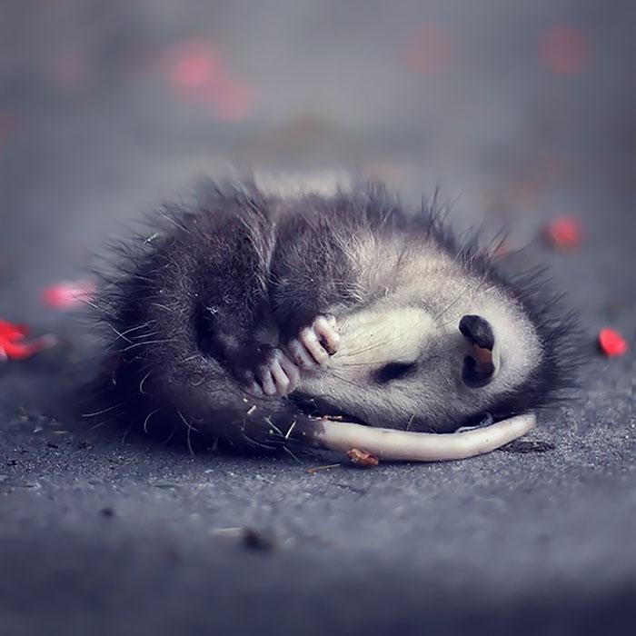 Bébi oposszum | Fotó: boredpanda.com