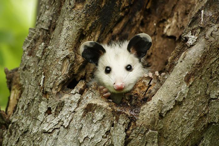 Bébi oposszum | Fotó: boredpanda.com