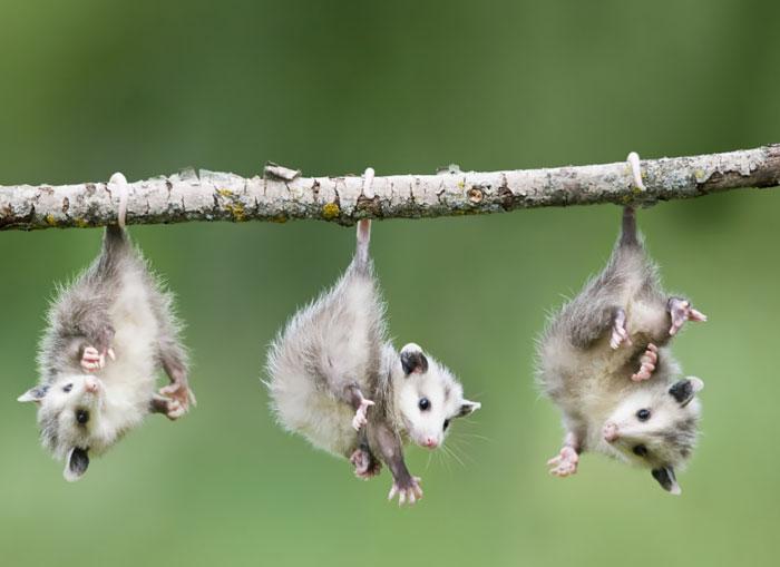 Bébi oposszum | Fotó: boredpanda.com