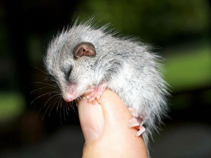 Bébi oposszum | Fotó: boredpanda.com