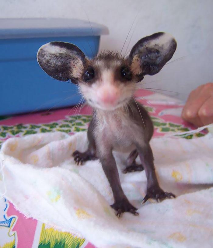 Bébi oposszum | Fotó: boredpanda.com