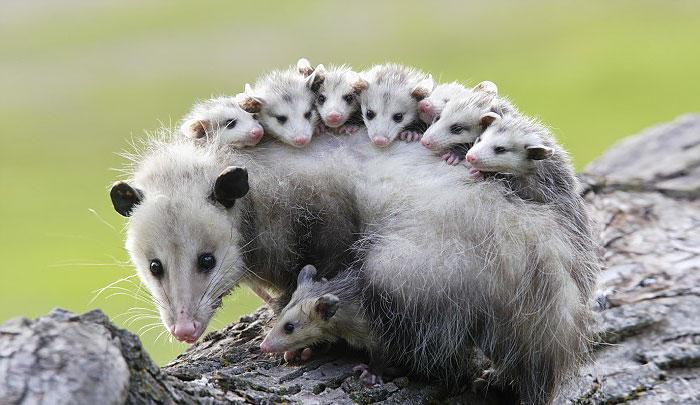Bébi oposszum | Fotó: boredpanda.com