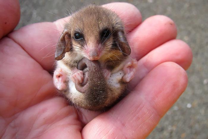 Bébi oposszum | Fotó: boredpanda.com