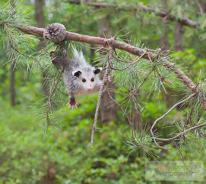 Bébi oposszum | Fotó: boredpanda.com