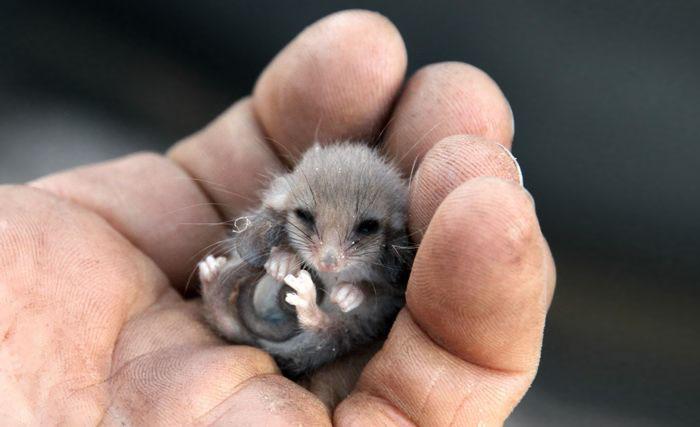 Bébi oposszum | Fotó: boredpanda.com