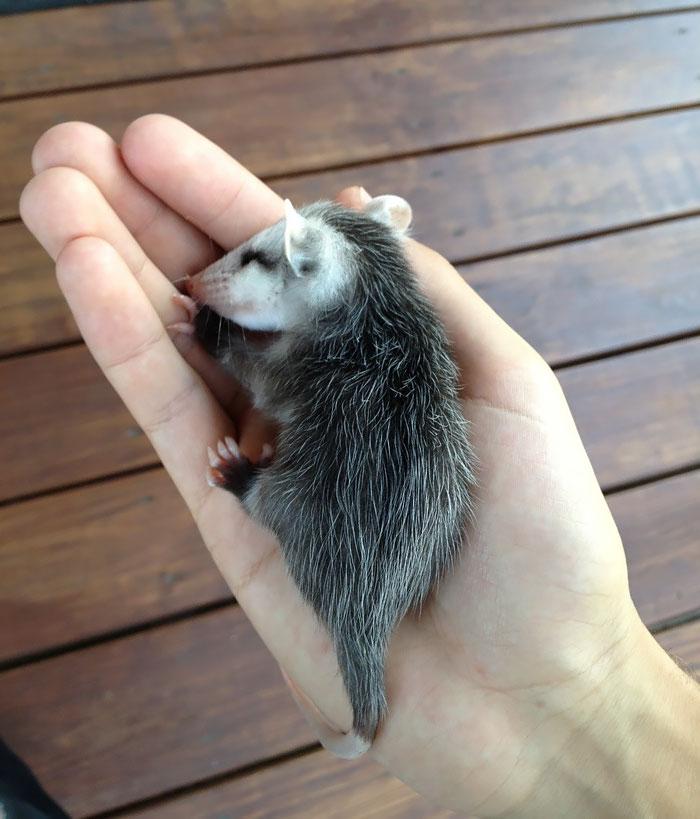 Bébi oposszum | Fotó: boredpanda.com