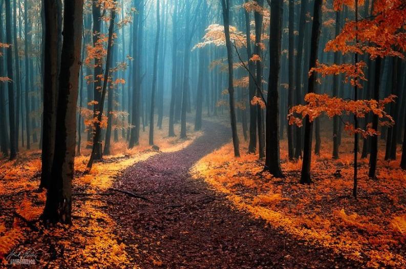Fotó: Janek Sedlar via boredpanda.com