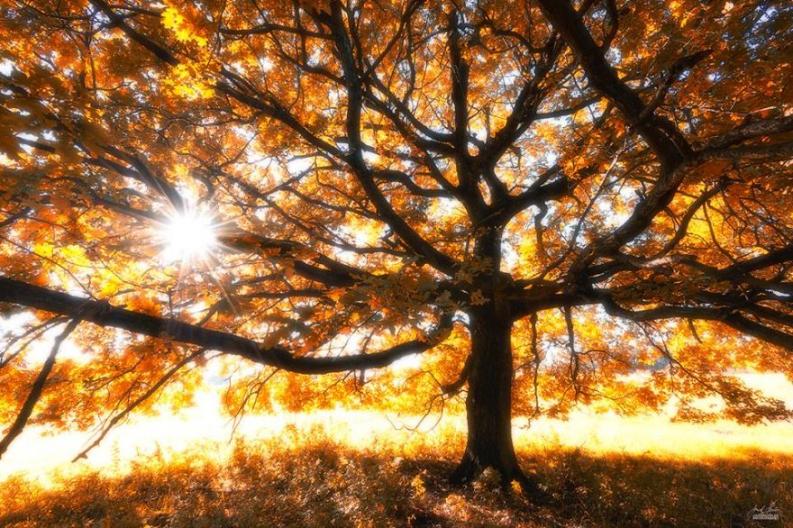 Fotó: Janek Sedlar via boredpanda.com