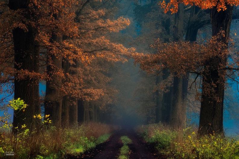 Fotó: Janek Sedlar via boredpanda.com