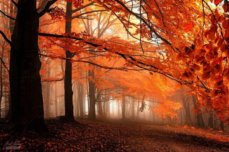 Fotó: Janek Sedlar via boredpanda.com