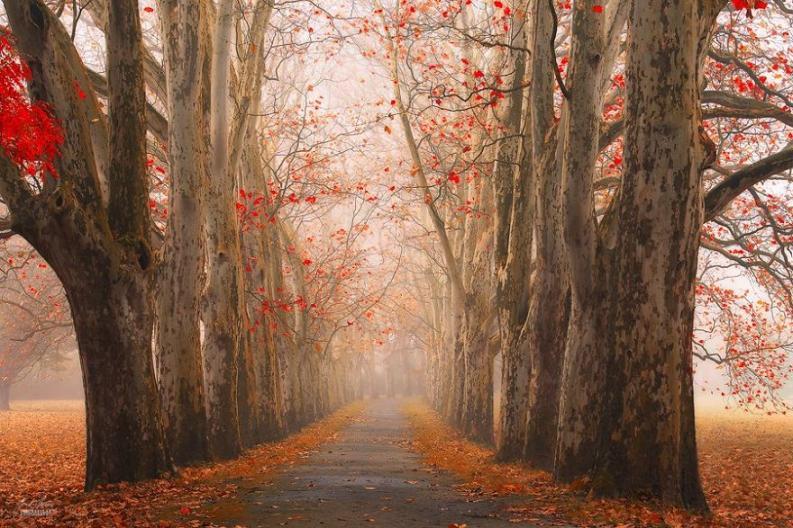 Fotó: Janek Sedlar via boredpanda.com