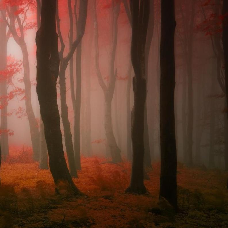 Fotó: Janek Sedlar via boredpanda.com