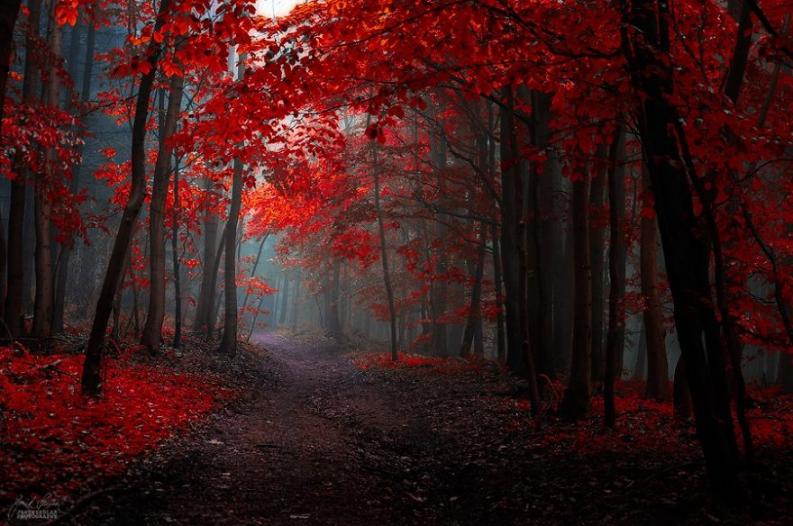 Fotó: Janek Sedlar via boredpanda.com