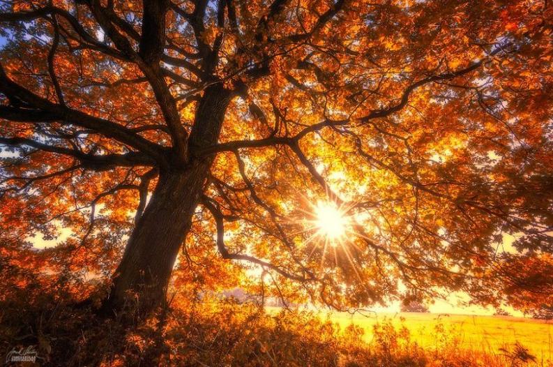 Fotó: Janek Sedlar via boredpanda.com