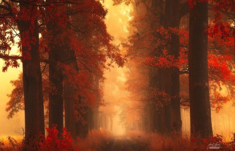 Fotó: Janek Sedlar via boredpanda.com
