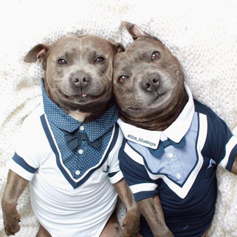 Pitbullok1 | Fotó: boredpanda.com