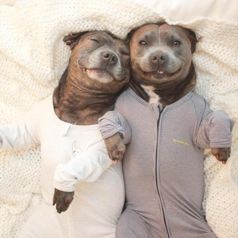 Pitbullok10 | Fotó: boredpanda.com