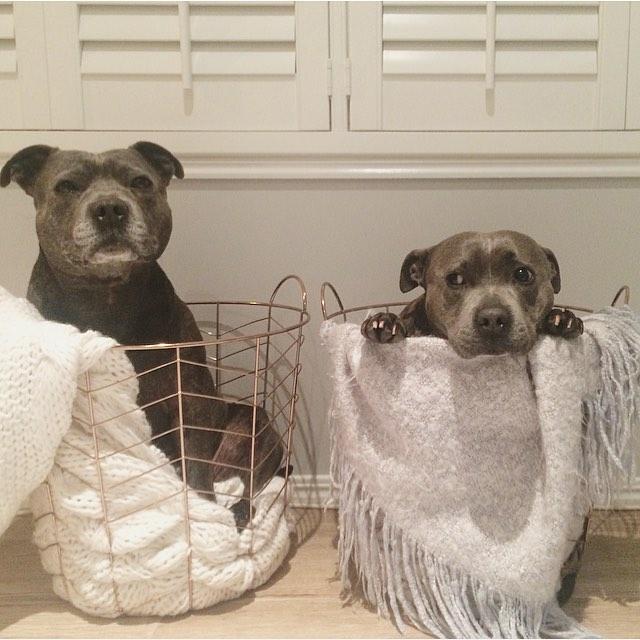 Pitbullok2 | Fotó: boredpanda.com