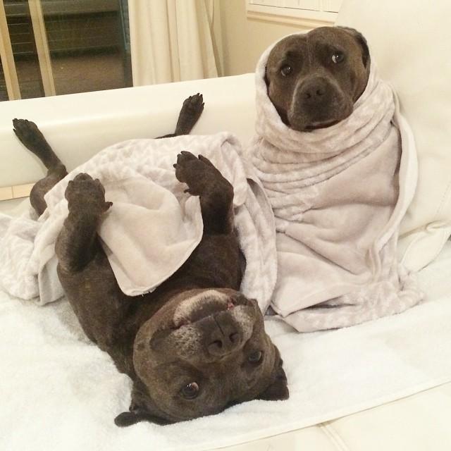 Pitbullok6 | Fotó: boredpanda.com